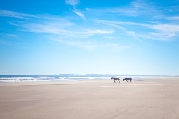 Cumberland Island, Georgia (November 28th – December 1,&nbsp;2017)